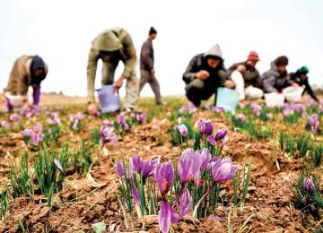 Rising Saffron Smuggling Undercuts Iran’s Global Position