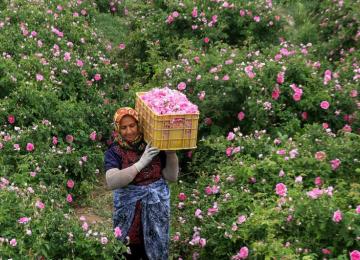 Iran’s Organic Rose, Medicinal Plants in Spotlight